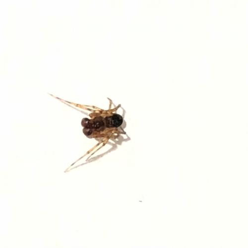 Sardinidion blackwalli
