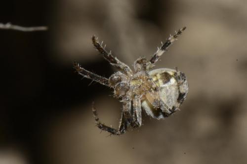 Réf. 206 425 : Neoscona subfusca