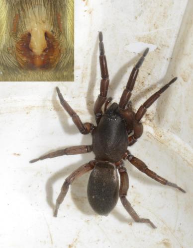 Haplodrassus macellinus