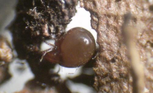 Phthiracarus sp.