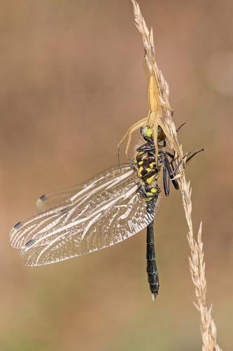 Réf. 206 240 : Leucorrhinia albifrons