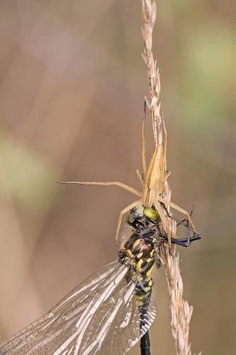 Tibellus sp.
