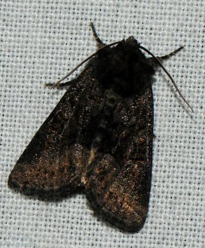 Oligia sp.