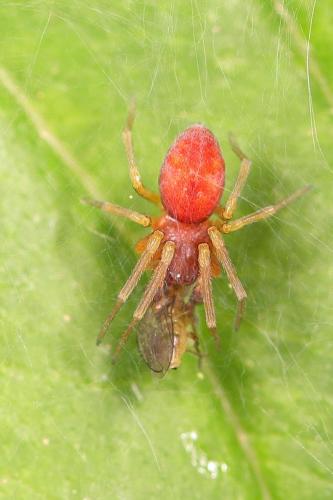 Nigma sp.