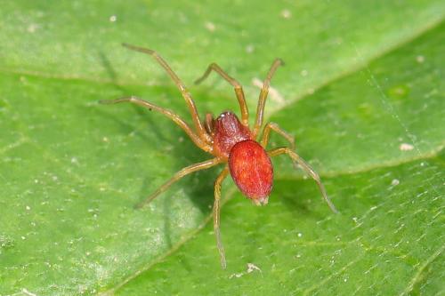 Nigma sp.
