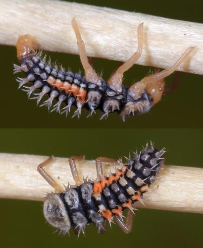 Harmonia axyridis
