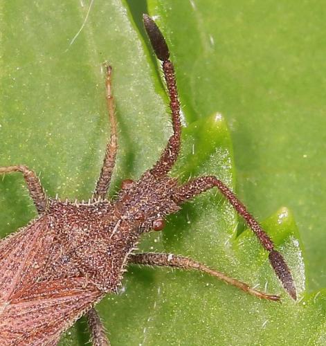 Réf. 206 351 : Coriomeris (affinis-hirticornis)