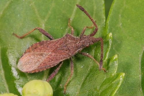 Réf. 206 139 : Coriomeris (affinis-hirticornis)