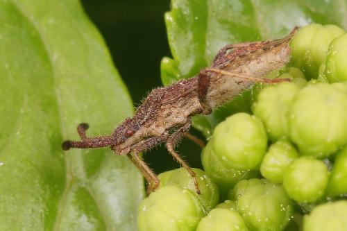 Réf. 206 140 : Coriomeris (affinis-hirticornis)
