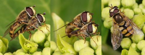 Eupeodes corollae