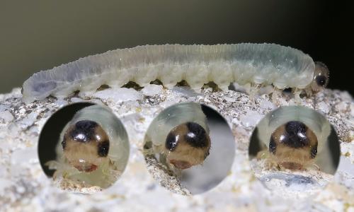 Réf. 206 233 : Tenthredininae inconnu