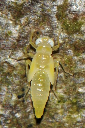 Typhlocybinae