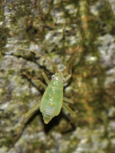 Réf. 206 662 : Orthotylus prasinus