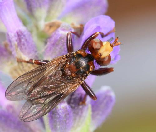Réf. 206 427 : Sicus ferrugineus