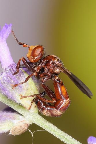 Réf. 206 428 : Sicus ferrugineus