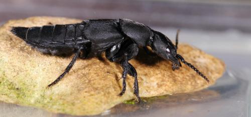 Réf. 206 624 : Ocypus olens