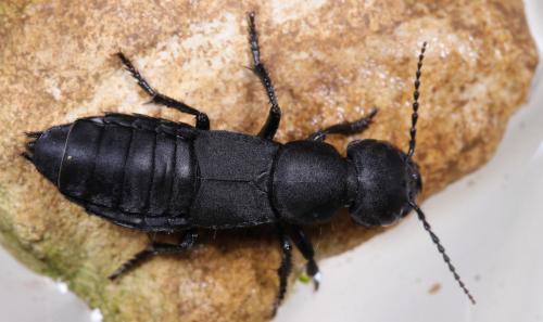 Réf. 206 625 : Ocypus olens