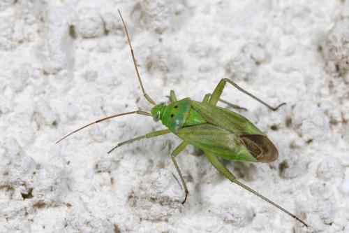 Closterotomus norwegicus