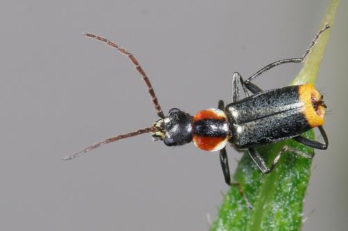 Axinotarsus pulicarius