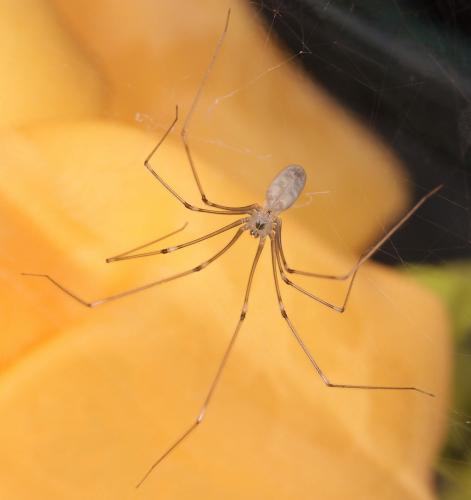 Pholcus phalangioides