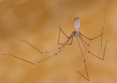 Pholcus phalangioides