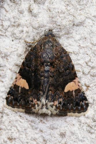 Tyta luctuosa