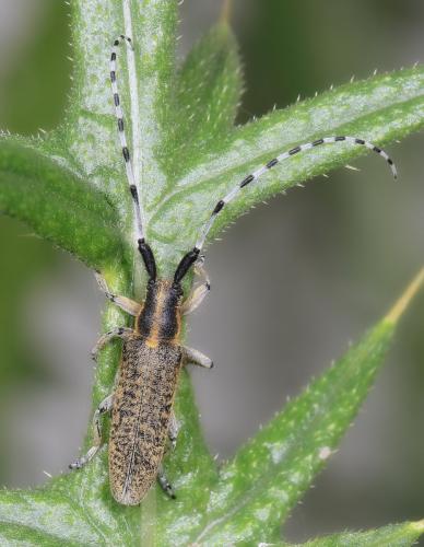 Réf. 206 855 : Agapanthia villosoviridescens