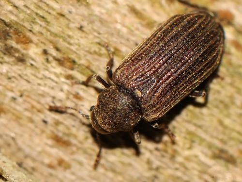 Réf. 206 990 : Grynobius planus