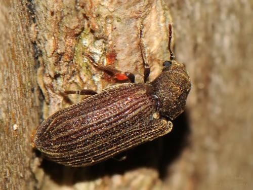 Réf. 206 991 : Grynobius planus