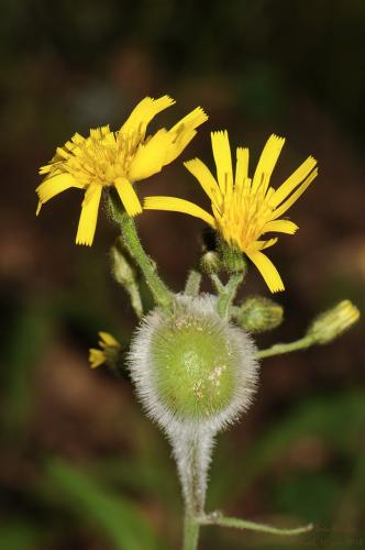 Aulacidea hieracii
