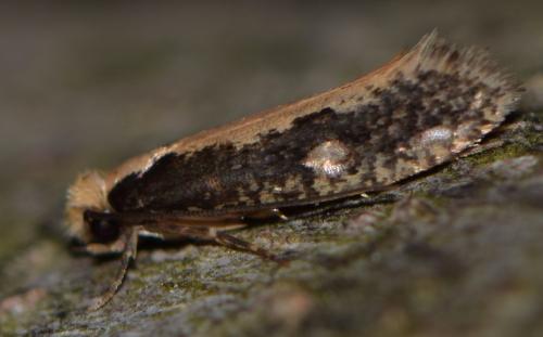 Monopis sp.