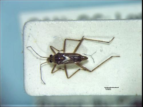 Mesovelia mulsanti