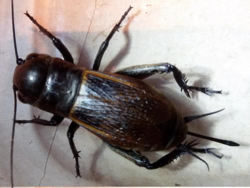 Réf. 206 022 : Gryllus campestris