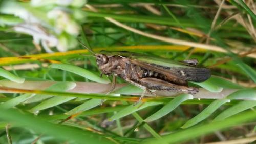Omocestus rufipes