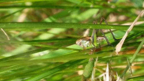 Tettigoniinae