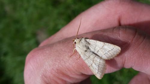 Réf. 206 591 : Charanyca trigrammica
