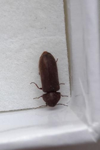 Oligomerus ptilinoides