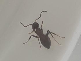 Réf. 206 732 : Lasius sp.