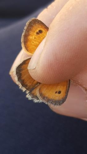 Réf. 206 819 : Coenonympha pamphilus