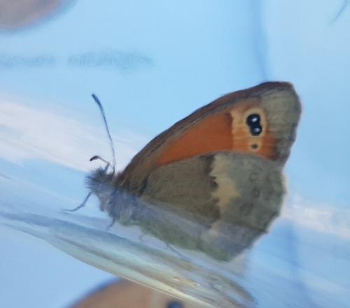 Réf. 206 818 : Coenonympha pamphilus