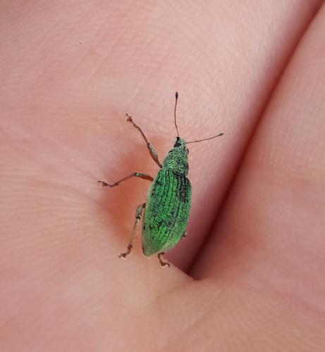 Réf. 206 905 : Polydrusus formosus