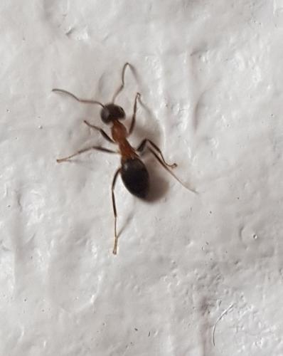 Lasius emarginatus