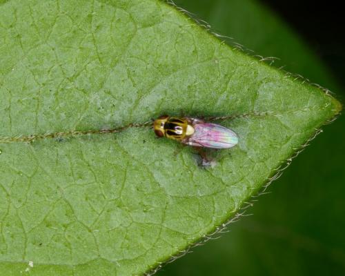 Thaumatomyia sp.