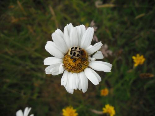 Trichius sp.