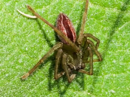 Réf. 206 214 : Micrommata sp.