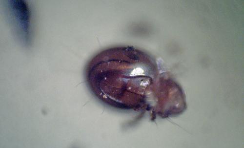 Réf. 206 797 : Phthiracarus sp.