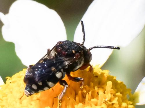 Réf. 206 479 : Epeolus sp.