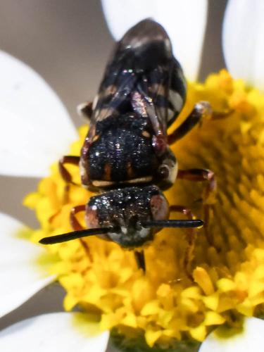 Réf. 206 480 : Epeolus sp.
