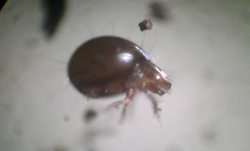 Phthiracarus sp.