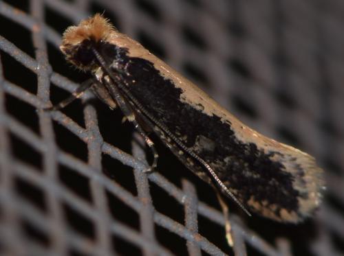 Monopis sp.